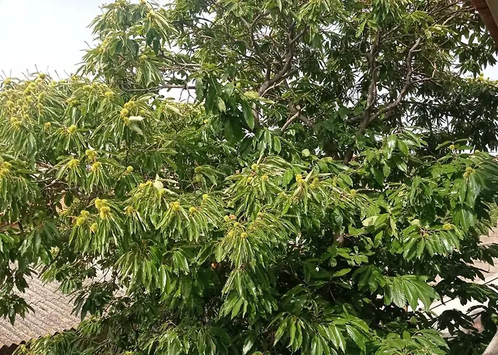 Apartamento Casa Del Castagno