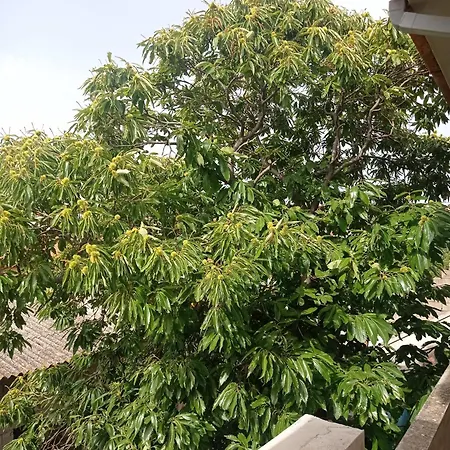 Apartment Casa Del Castagno